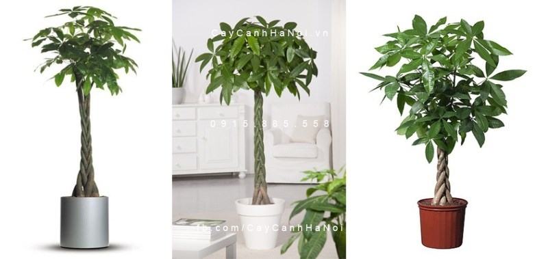 Cây kim ngân xoắn đẹp Cây kim ngân xoắn đẹp