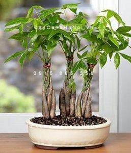 Cây kim ngân xoắn bonsai Cây kim ngân xoắn bonsai