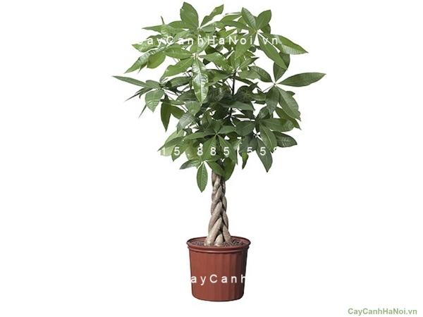Cây kim ngân xoắn Cây kim ngân xoắn