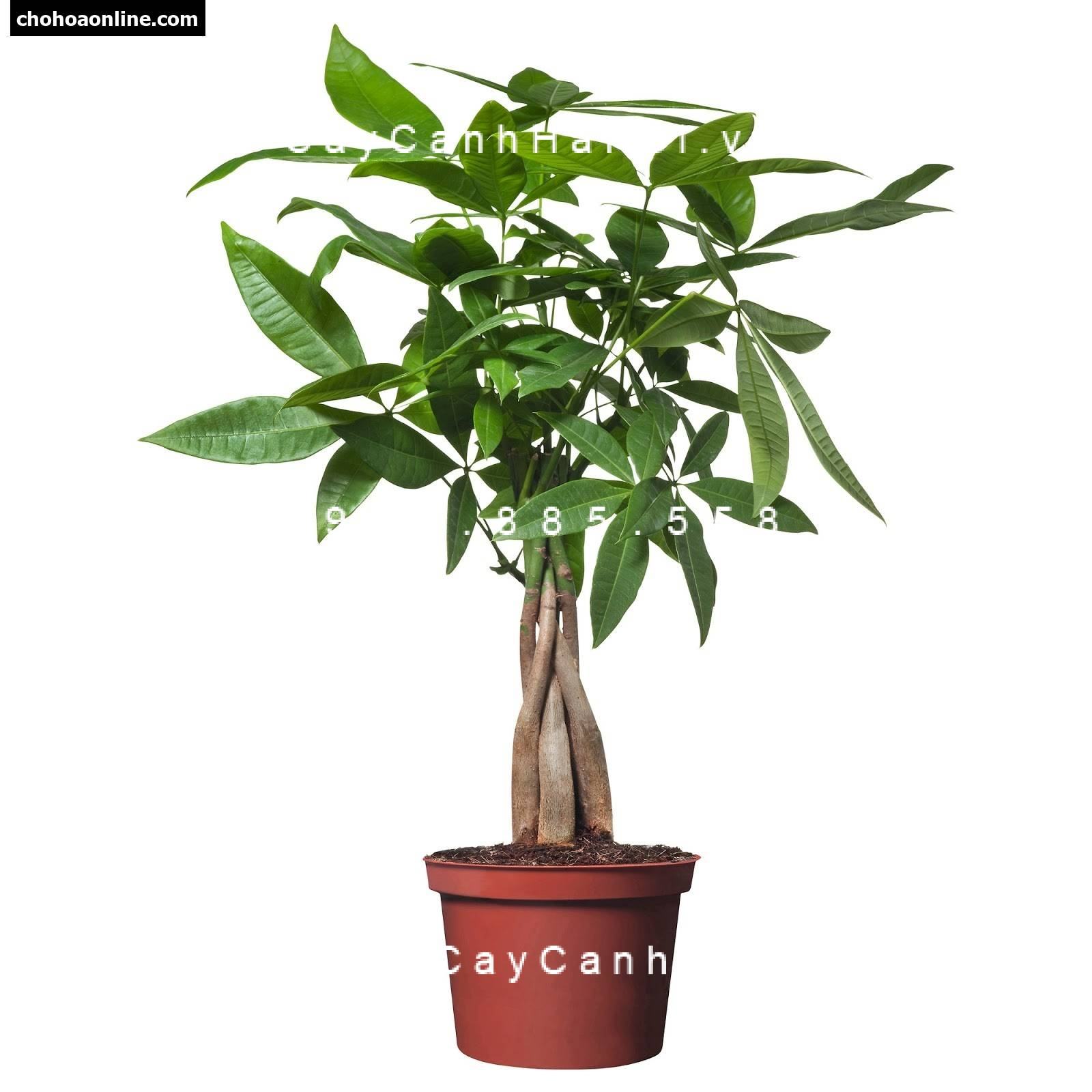 Cây kim ngân Cây kim ngân