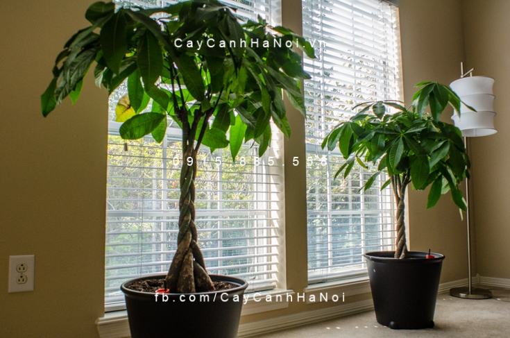 Cây Kim Ngân Xoắn trang trí nội thất Cây Kim Ngân Xoắn trang trí nội thất