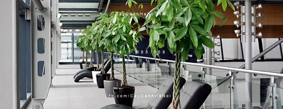 Cây kim ngân xoắn đẹp