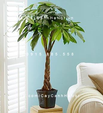 Cây Kim Ngân Xoắn để bàn trang trí nội thất