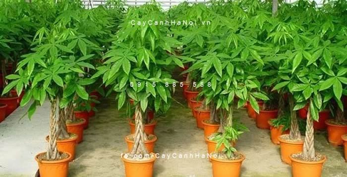 Cây kim ngân xoắn mang ý nghĩa trong phong thuỷ Cây kim ngân xoắn mang ý nghĩa trong phong thuỷ