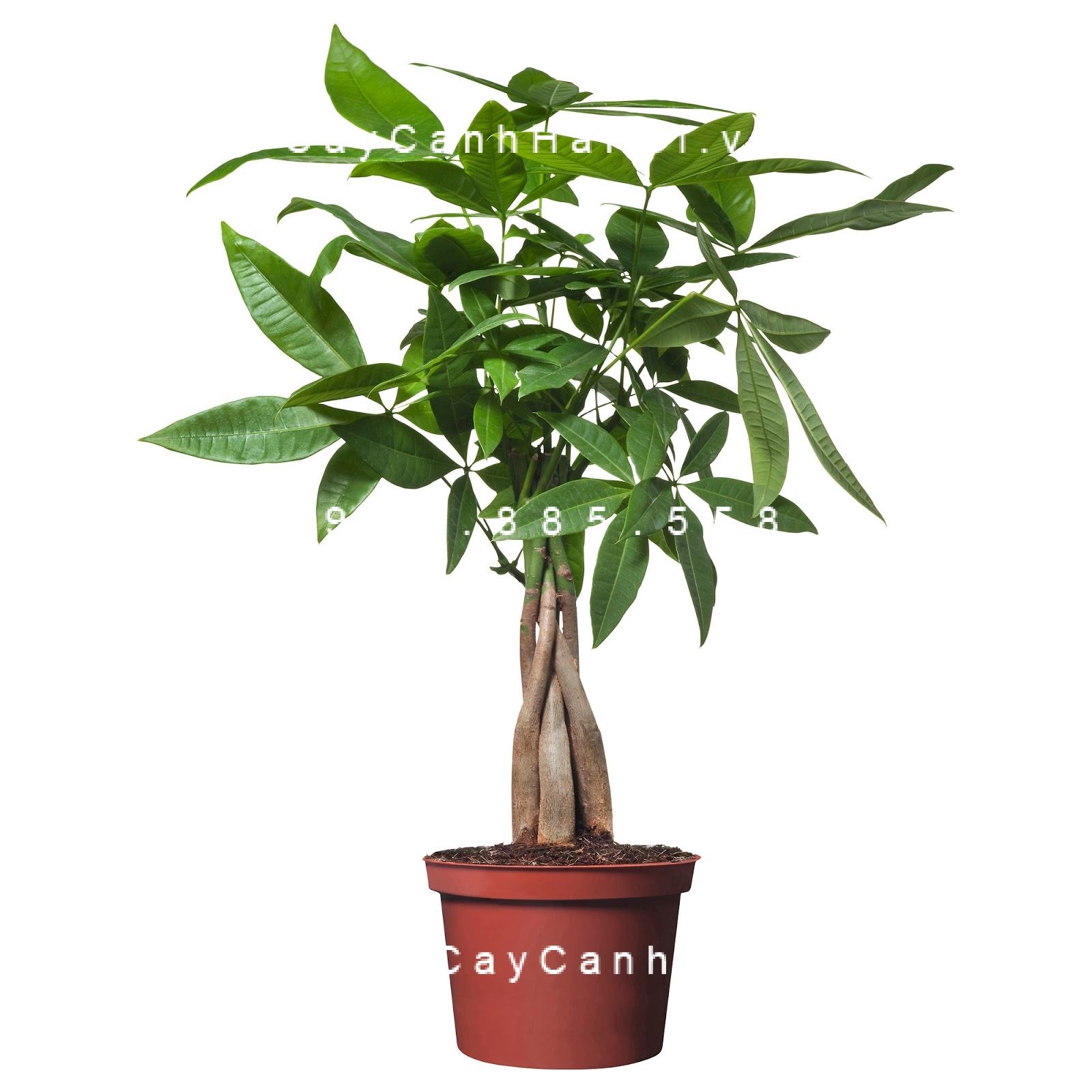 Cây kim ngân xoắn Cây kim ngân xoắn