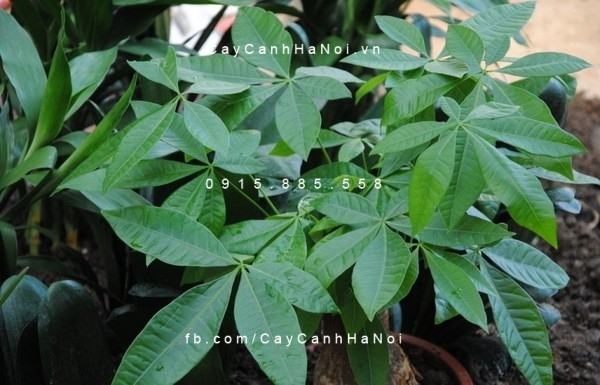 Cây kim ngân xoắn xanh tốt Cây kim ngân xoắn xanh tốt