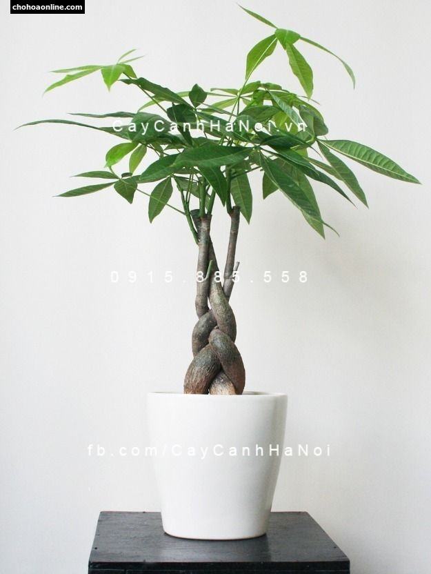 cây kim ngân xoắn để bàn cây kim ngân xoắn để bàn