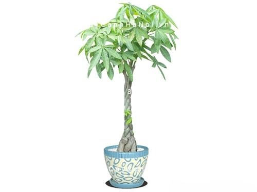 Cây kim ngân xoắn phong thủy Cây kim ngân xoắn phong thủy