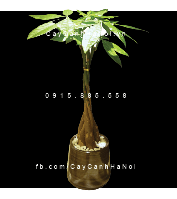 Cây kim ngân xoắn để bàn Cây kim ngân xoắn để bàn
