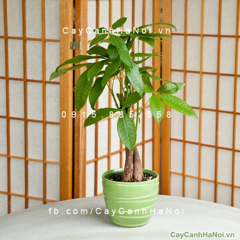 Cây kim ngân xoắn để bàn