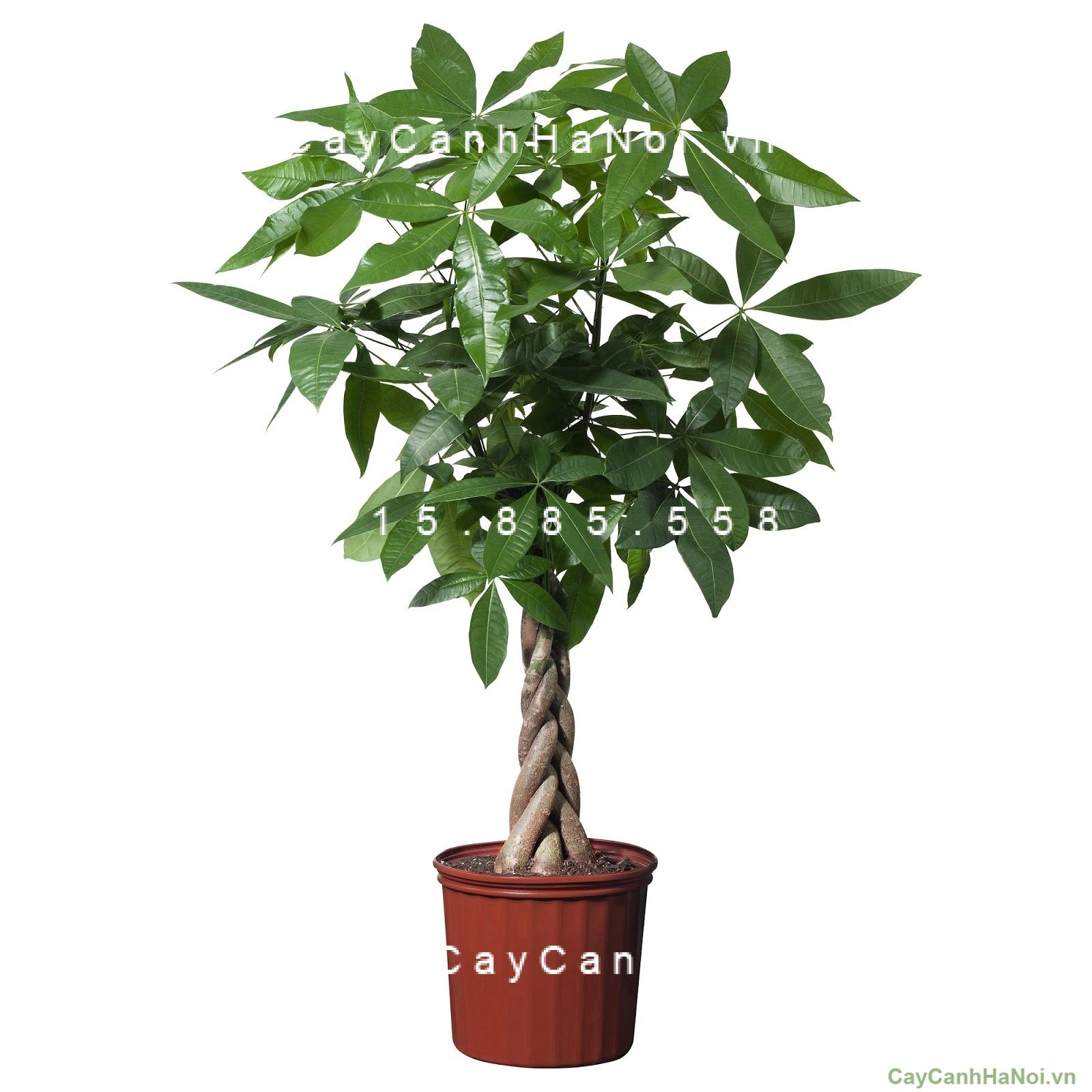 Cây kim ngân xoắn để bàn