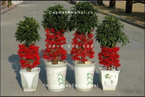 Cây kim ngân xoắn ra hoa Cây kim ngân xoắn ra hoa