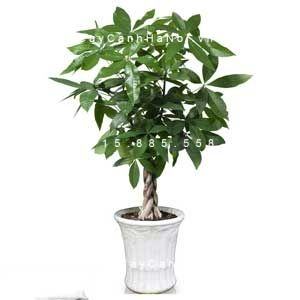 Cây kim ngân xoắn đẹp Cây kim ngân xoắn đẹp