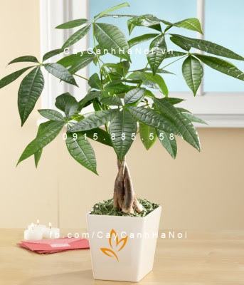 Cây kim ngân xoắn để bàn phong thủy Cây kim ngân xoắn để bàn phong thủy