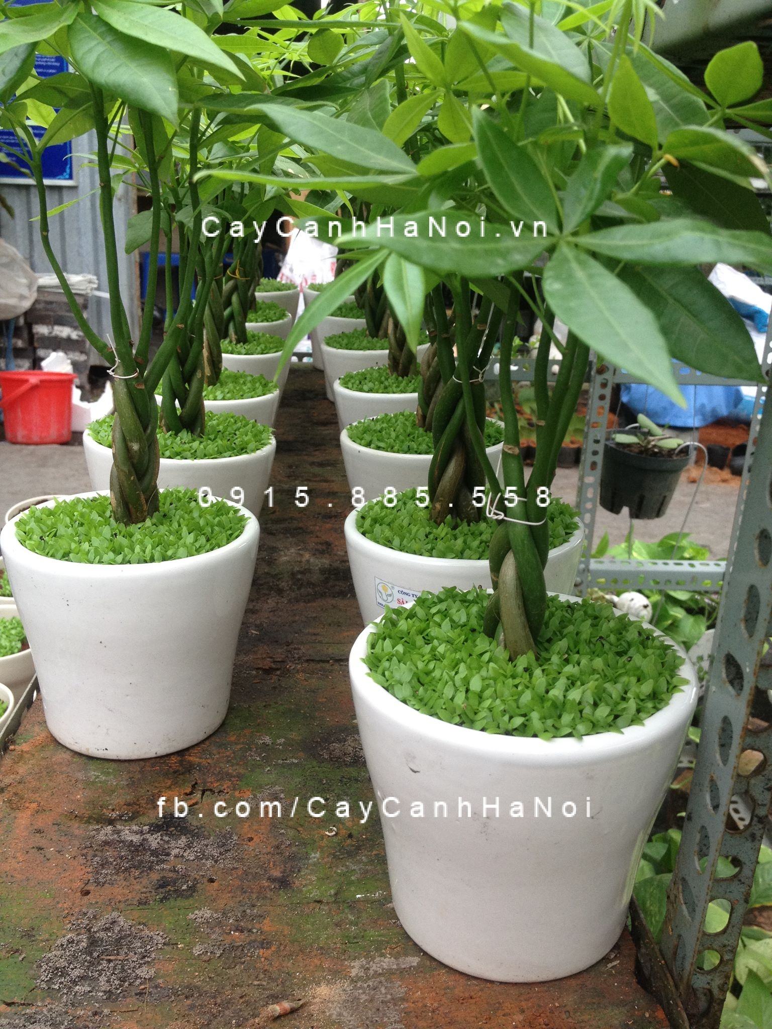 Cây kim ngân xoắn mang biểu tượng may mắn Cây kim ngân xoắn mang biểu tượng may mắn