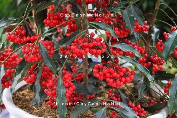 Cây kim ngân kết trái Cây kim ngân kết trái
