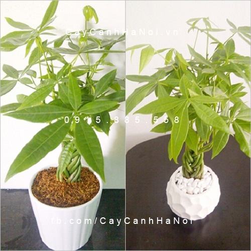 Cây vạn niên thanh để bàn