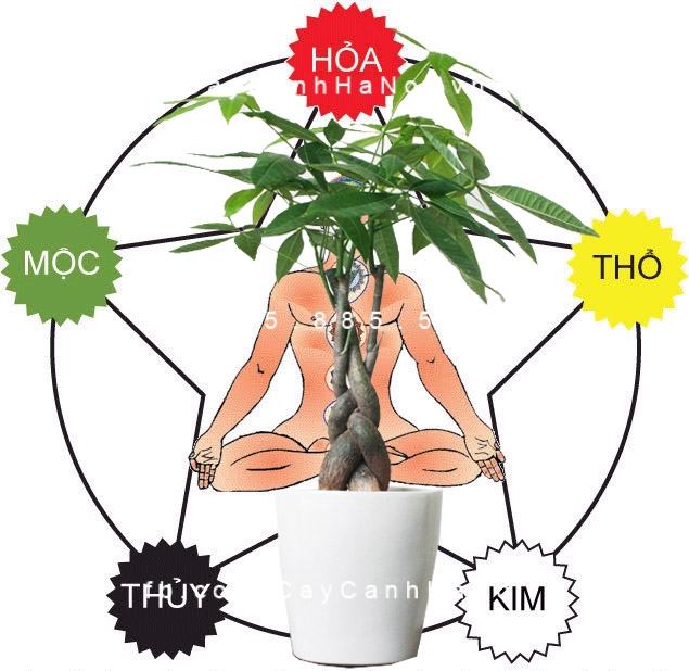 Cây kim ngân xoắn trong phong thủy Cây kim ngân xoắn trong phong thủy