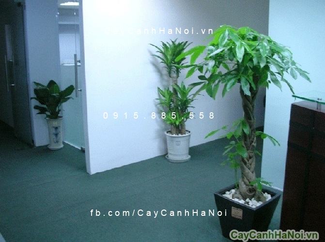 Cây kim ngân xoắn trang trí công ty Cây kim ngân xoắn trang trí công ty