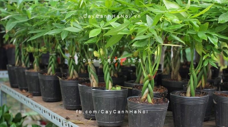 Cây kim ngân xoắn để bàn đẹp Cây kim ngân xoắn để bàn đẹp