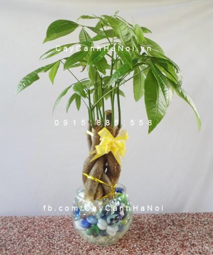 Cây kim ngân xoắn phát tài Cây kim ngân xoắn phát tài