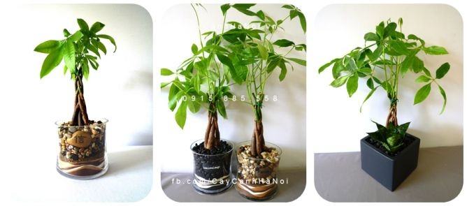 Cây kim ngân xoắn để bàn đẹp