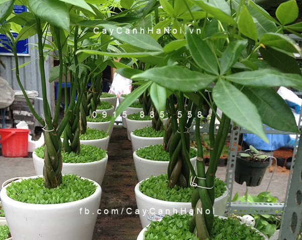Cây kim ngâ xoắn để bàn Cây kim ngâ xoắn để bàn
