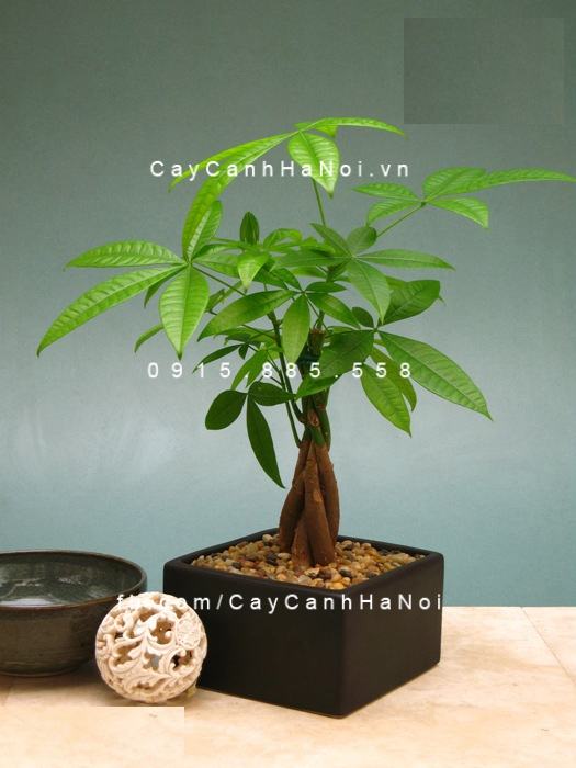 Cây kim ngân xoắn để bàn