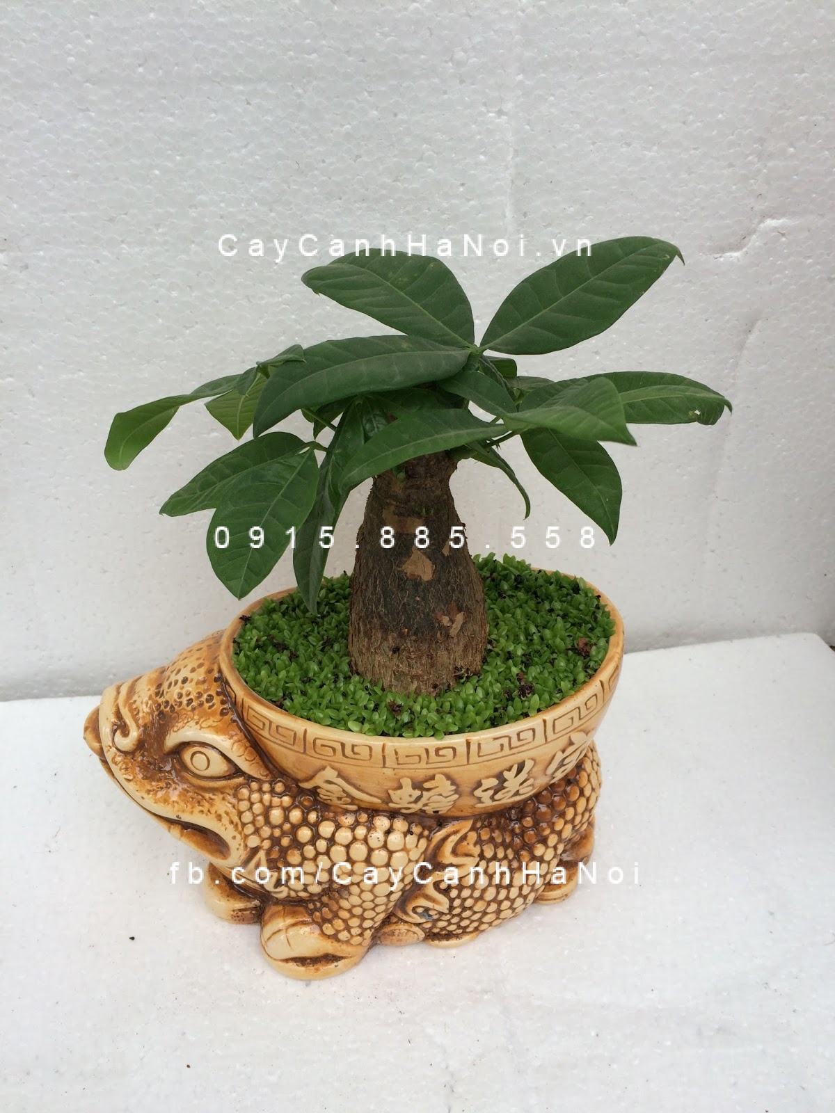 Cây kim ngân một thân mang ý nghĩa phát tài Cây kim ngân một thân mang ý nghĩa phát tài