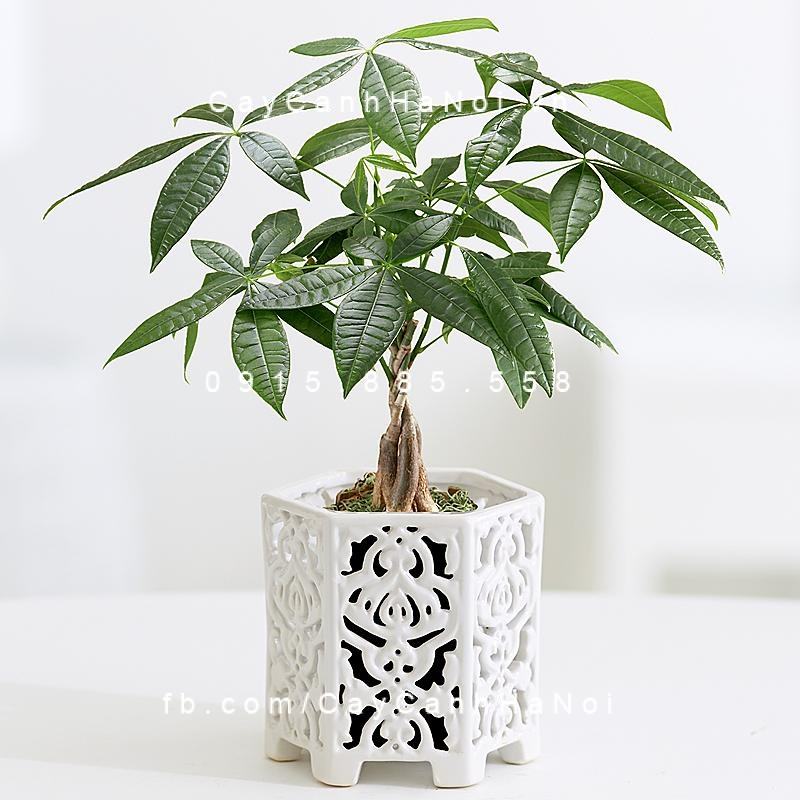 Cây kim ngân bonsai để bà