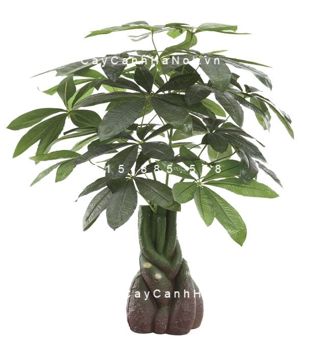 Cây kim ngân xoắn bonsai Cây kim ngân xoắn bonsai