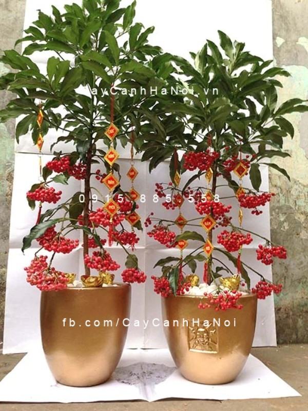 Cây kim ngân phát tài trưng tết Cây kim ngân phát tài trưng tết