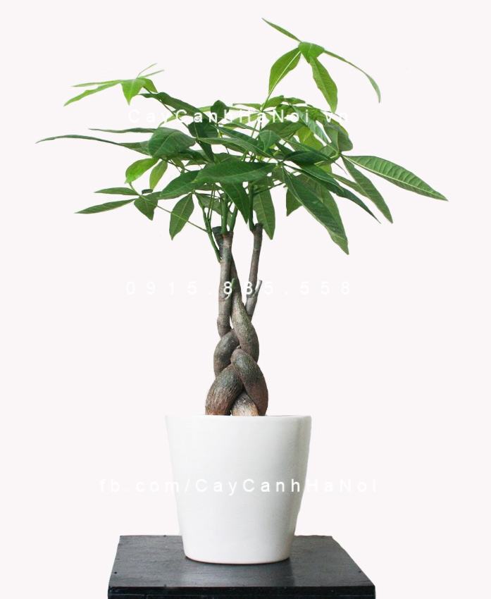 Cây kim ngân xoắn bonsai Cây kim ngân xoắn bonsai