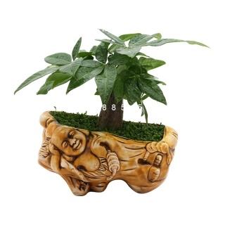 Cây kim ngân để bàn Cây kim ngân để bàn