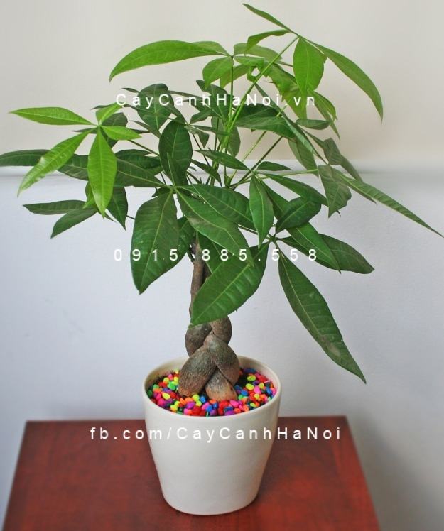 Cây kim ngân xoắn Cây kim ngân xoắn