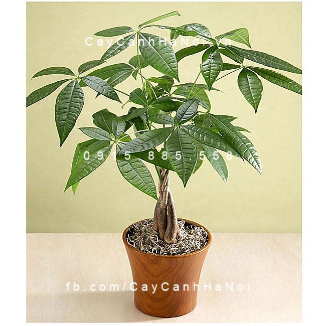 Cây kim ngân để bàn đẹp Cây kim ngân để bàn đẹp