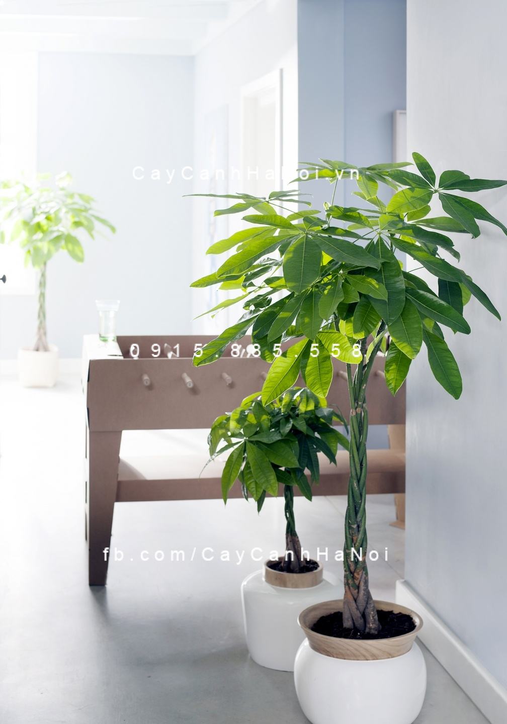 Cây kim ngân cho người mệnh Kim Cây kim ngân cho người mệnh Kim