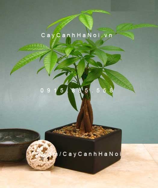 Cây kim ngân trang trí nội thất Cây kim ngân trang trí nội thất