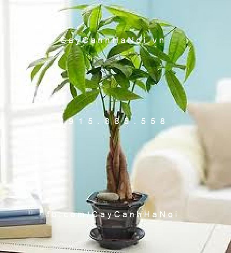 Cây kim ngân xoắn để bàn Cây kim ngân xoắn để bàn