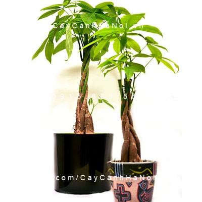 Cây kim ngân cho người tuổi tý Cây kim ngân cho người tuổi tý