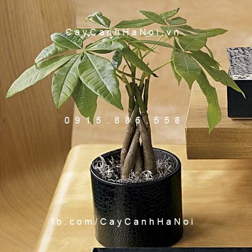 Cây kim ngân xoắn để bàn Cây kim ngân xoắn để bàn
