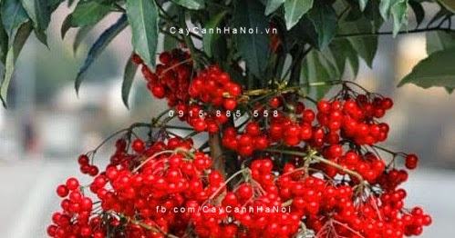 Hình ảnh trái cây kim ngân Hình ảnh trái cây kim ngân