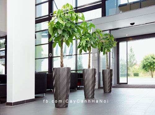 Cây Kim Ngân trang trí nội thất