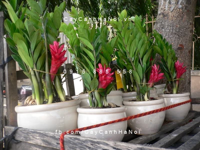 Cây kim phát tài có hoa không, ở hoa có ý nghĩa gì? Cây kim phát tài có hoa không, ở hoa có ý nghĩa gì?