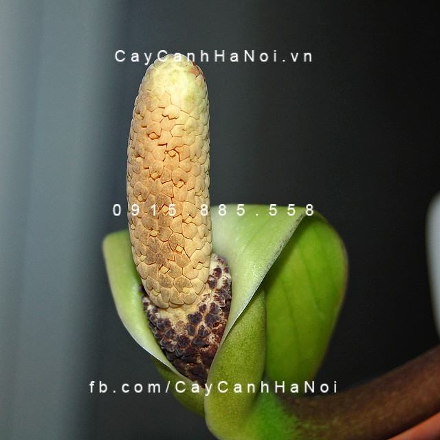 Cây kim phát tài có hoa không, ở hoa có ý nghĩa gì? Cây kim phát tài có hoa không, ở hoa có ý nghĩa gì?