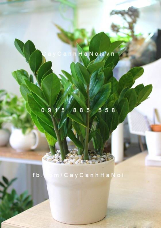 cay-kim-tien-noi-that cay-kim-tien-noi-that
