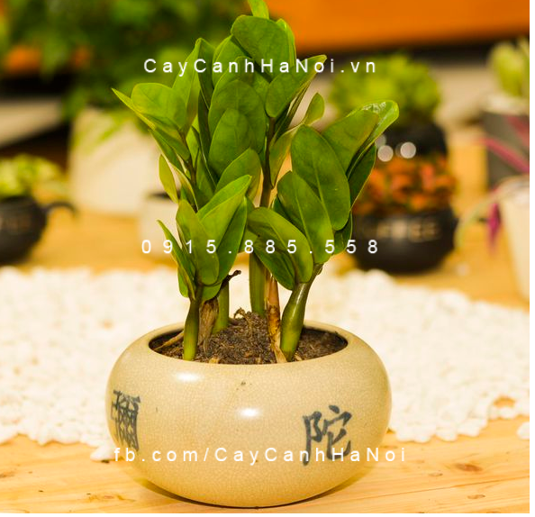 cay-kim-tien-phong-thuy-dep cay-kim-tien-phong-thuy-dep
