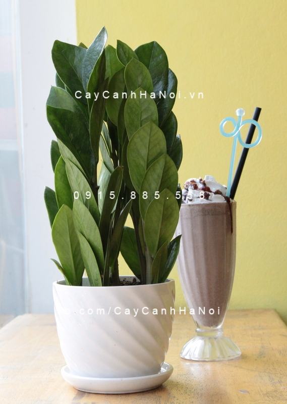 cay-kim-tien-quan-cafe cay-kim-tien-quan-cafe