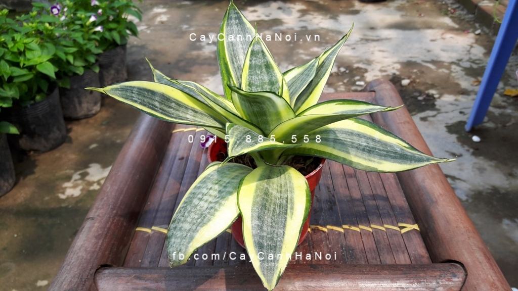 Cây lưỡi hổ để bàn Cây lưỡi hổ để bàn