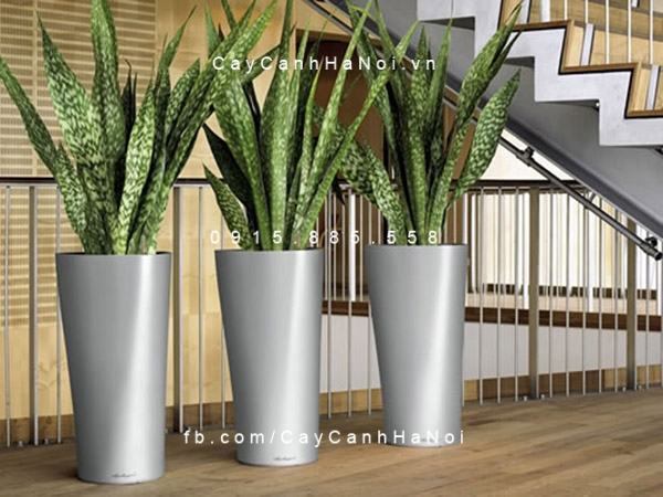 Cây lưỡi hổ trang trí nội thất Cây lưỡi hổ trang trí nội thất